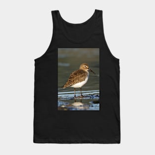 Dunlin Shorebird Tank Top